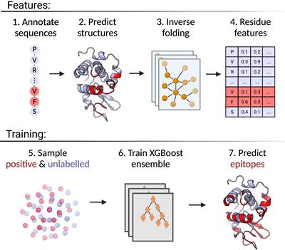 DiscoTope-3.0: improved B-cell epitope prediction using inverse folding latent representations